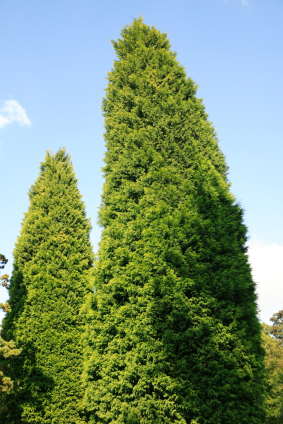 The Tree Surgeon and the Leylandii